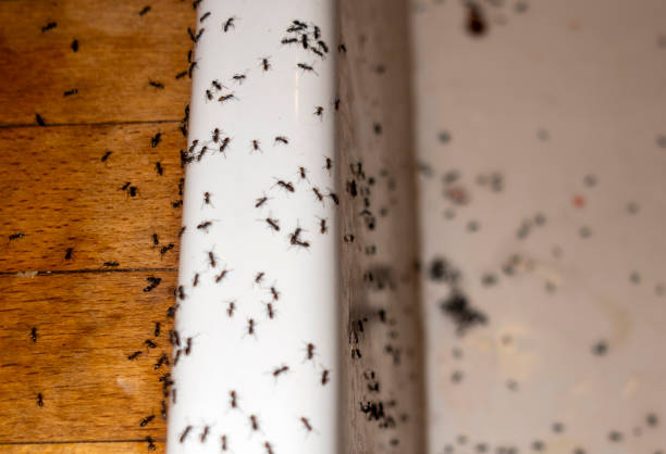 Best Best Pest Control Companies  in Garden City South, NY