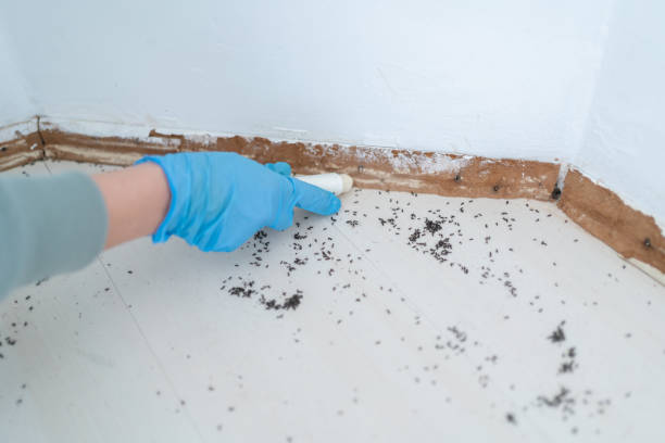 Best Flea Control Services  in Garden City South, NY